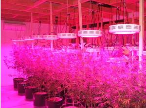 China 100w,UFO Grow Lamp,cidly wholesale