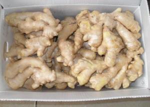 China 250g Chinese no sprout Air Dried Ginger wholesale