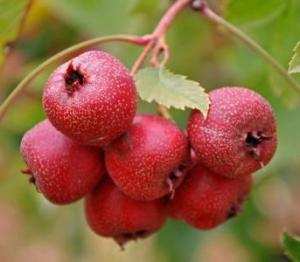 China Hawthorn Fruit P.E. Total flavone5%-90%, Cardiovascular Health ,Promoting digest , Chinese manufacturer hot sale wholesale