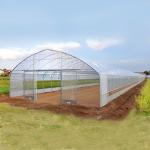 30m Length Single Span Plastic Sheeting Film Greenhouse For Tomato Cultivation