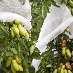 China Pest Control Nonwoven Disposable 18gsm Fruit Protection Bag wholesale