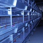 195 * 50 * 35CM Baby Chick Cage , Automatic Battery Cage System Low Disease