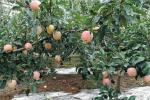 12 Micron Metalized PE Film For Fruit Tree Greenhouse