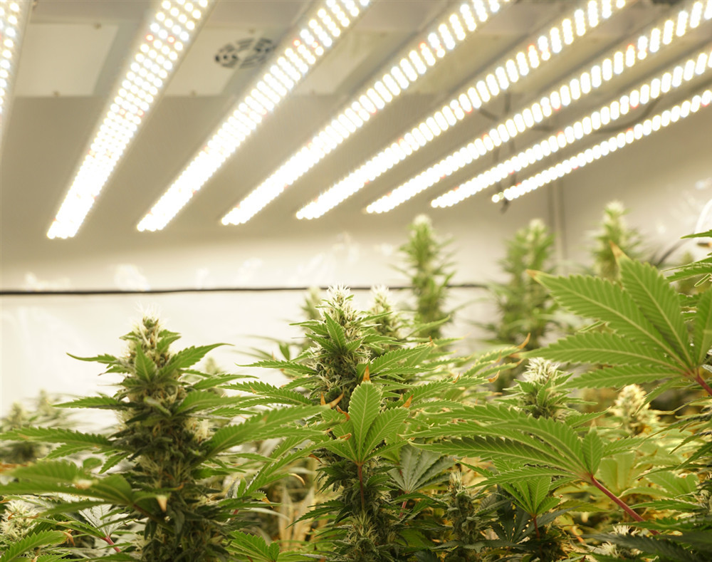 Smart Control High PPE Energy Efficient Led Grow Lights , Indoor Garden Grow Lights