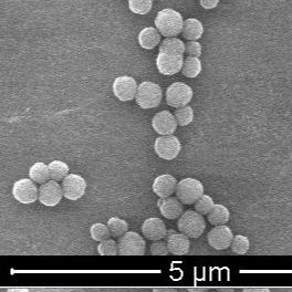 China Polymer Magnetic Polymer Beads For Immunodiagnosis 300nm 10 mg / mL 5 mL wholesale
