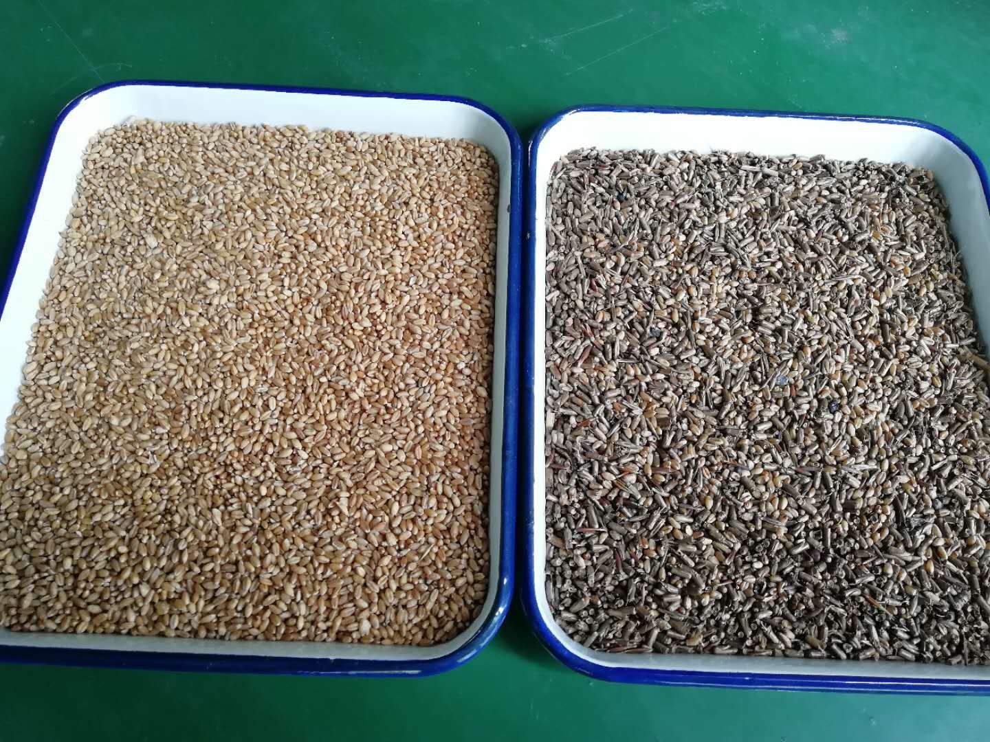 3t/h 4 Chutes Multi Grain Sorting Machine for Barley Wheat