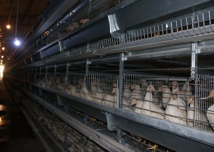 High Rearing Efficiency Industrial Chicken Coop Poultry Farm Cage ISO9001 Approved