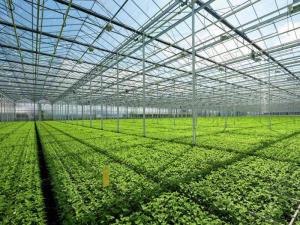 China Tempered Vegetable Plants Growing Greenhouse wholesale