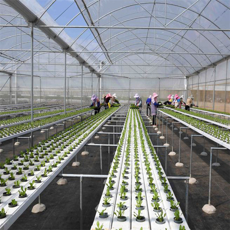Clear 200 Micron PE Film Agricultural Greenhouse Multi Span Greenhouse