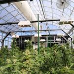 Auto Light Dep Blackout System Greenhouse 100% Shading Marijuana Growing