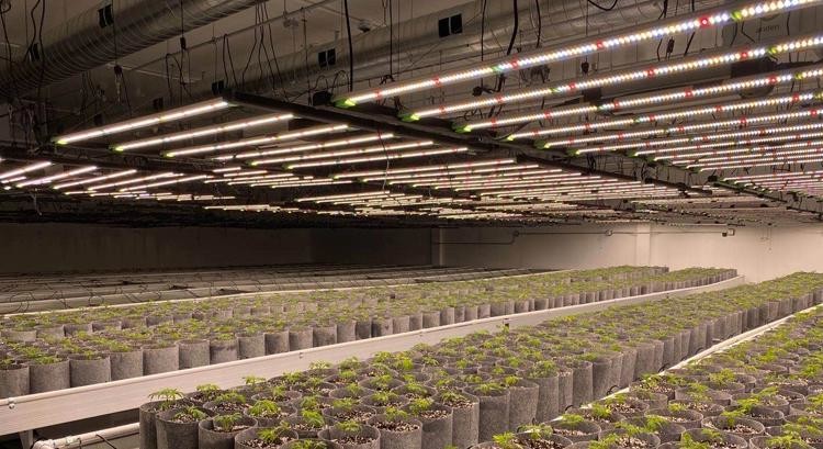 200W 2.8 Umol/J Vegetable LED Grow Lights