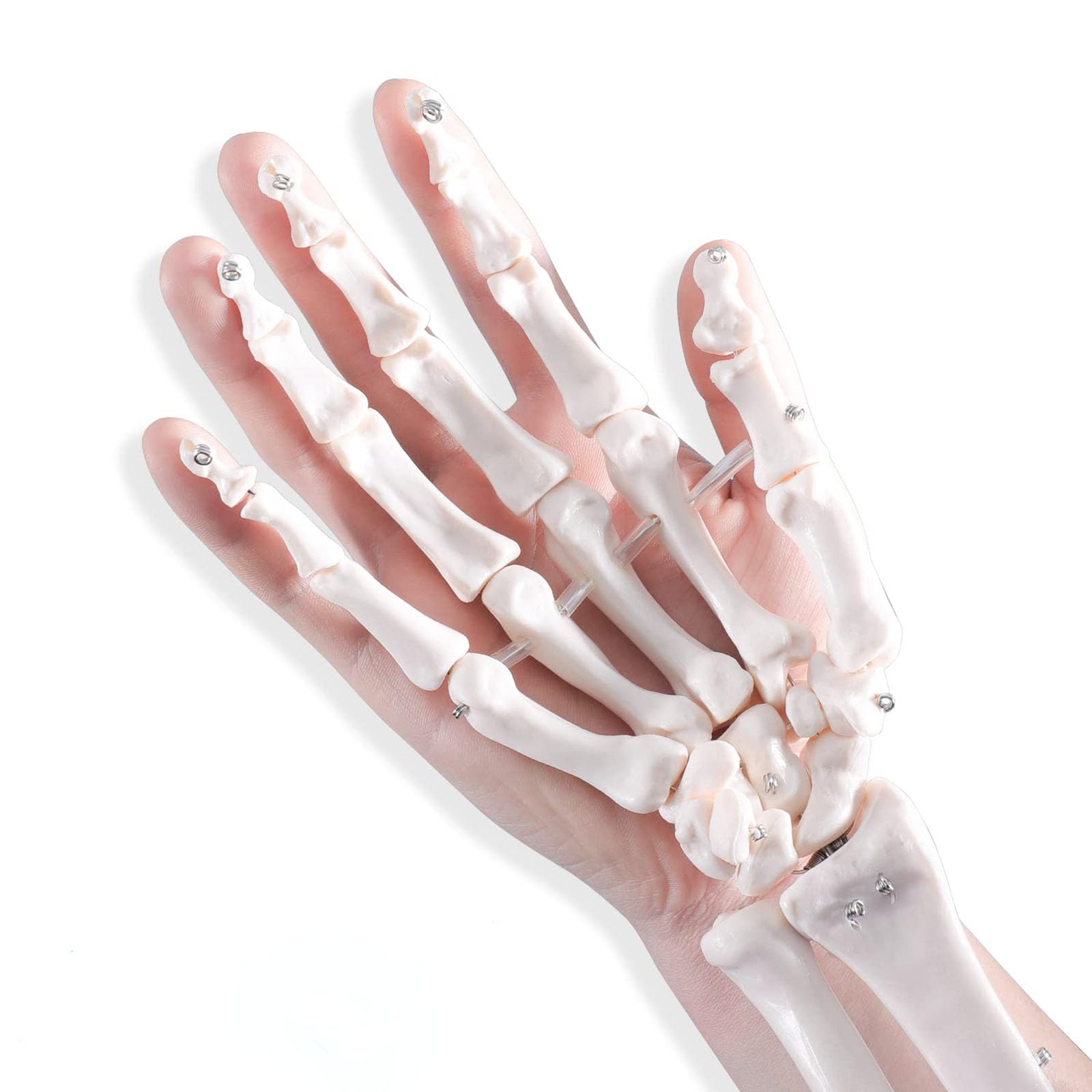 Human Life Size 3d Hand Skeleton Mode Flexible For Medical Demonstration