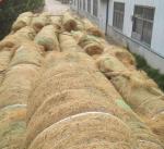 Organic Quick Grass Coconut Fiber Erosion Control Blanket