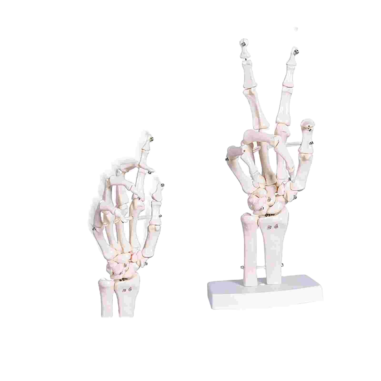 Human Life Size 3d Hand Skeleton Mode Flexible For Medical Demonstration