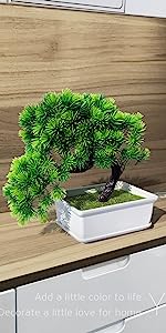 Bonsai Tree