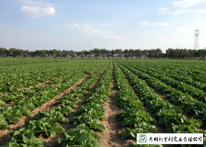 Green Outside Fresh Chinese Cabbage , Small Chinese Cabbage No Pesticide