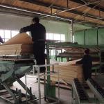 Decoration Faux Apricot Wood Veneer X4 Good Price From China Factory Straight