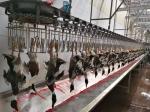 Customizable Poultry Slaughtering Line 200KG Stainless Steel Poultry Processing