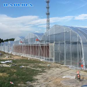 China Prefabricated Tomato Tunnel Multi Span Greenhouse Different Vegetables Support wholesale