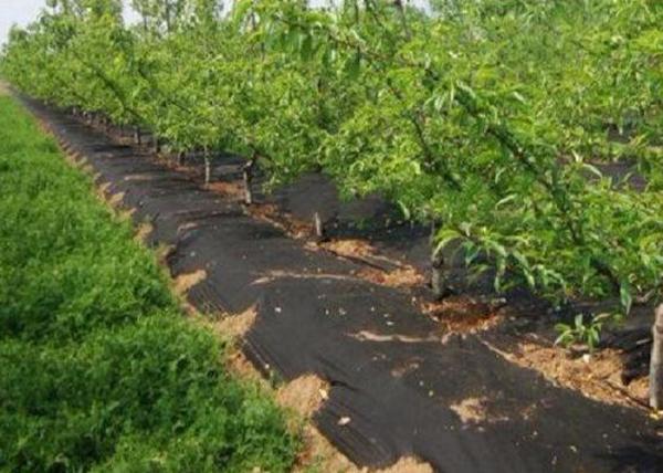 Ground Cover / Landscape Agriculture Fabric Weed Control fabric Non - Toxic