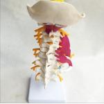 China Human Spine Bones Lumbar Vertebra Enlargement Intervertebral for sale
