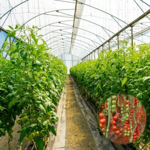 China ISO9001 Side Ventilation System Tunnel Plastic Greenhouse Single Span wholesale
