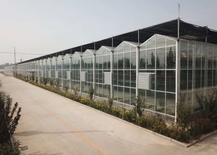 Tomato Cucumber Lettuce Greenhouse System Venlo Agriculture With Cooling Fan Pad