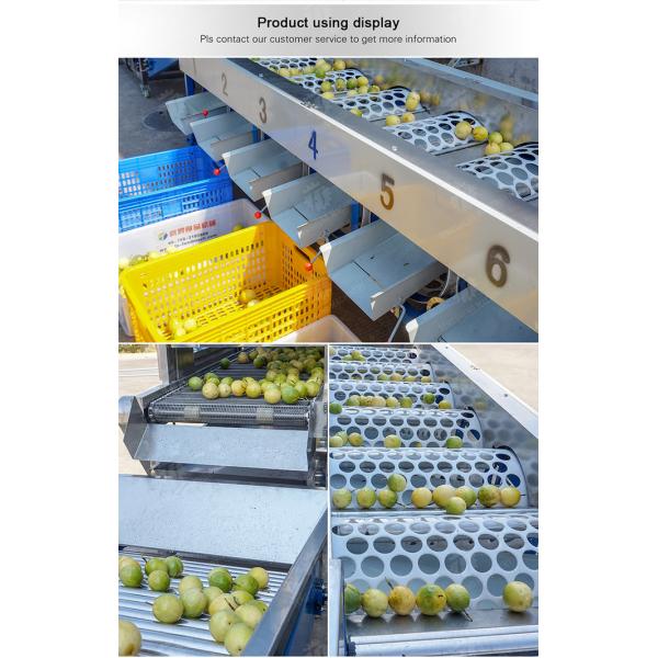 Processing Production Inspecting Grading Fruit Vegetable Onions Saiko persimmon Apple Potato tangerine passion fruit avocado cherry Mango pear banana