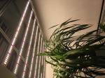 Horticulture 680W 2.7umol/J Grow Light Bar