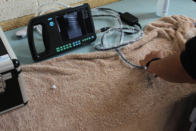 Good Image Portable Veterinary Ultrasound Scanner For Horse Cow Dog Cat Bird