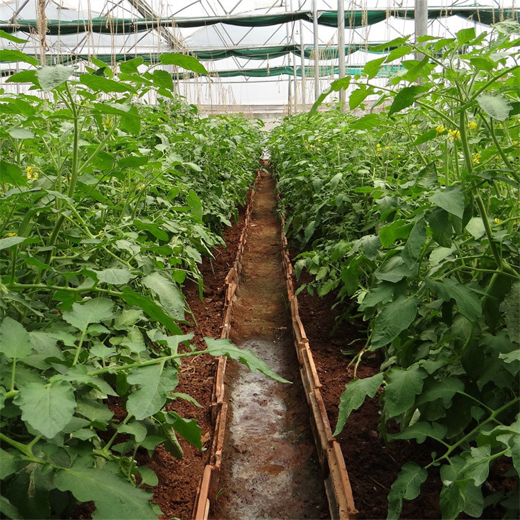 Tomato Plant Growth Tunnel Plastic Greenhouse Film Covering UV Treated