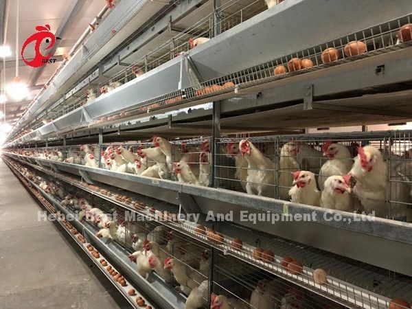 Automatic Poultry Battery Cage System Layer Chicken Steel Cage Rose