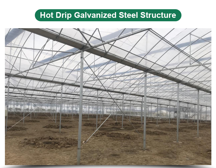 Vegetables Growing Multi-span Film Greenhouse 3m Height with Hot-dip Galvanized Pipe