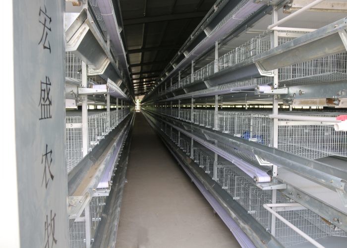 Modern Poultry Raising Equipment Suitable For Closed Chicken House