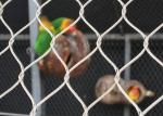 long life stainless steel rope mesh for enimal enclosure