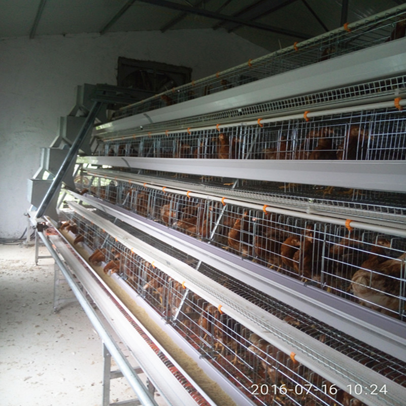 3 Tiers 4 Tiers Battery Layer Chicken Cages A Type For Uganda Farm