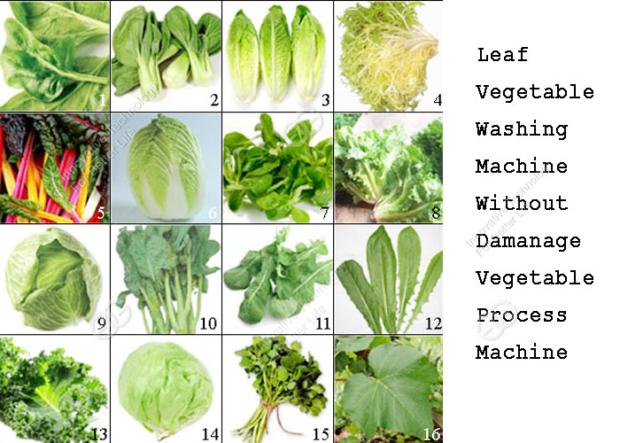 Leaf vegetable washing machine without damager vegetable processing machine