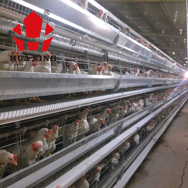 Cage Manufacturer 90 - 160 Birds Hot Galvanized Laying Hen Farming Equipments