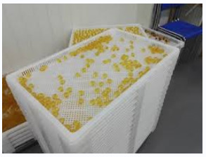 Rectangle Softgel Drying Tray Food Grade PP 760 X 490 X 55mm