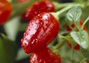 China Dried Round Chili Peppers With Intense Heat Spicy Flavor wholesale