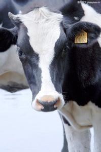 China Livestock Traceability Management Solution wholesale
