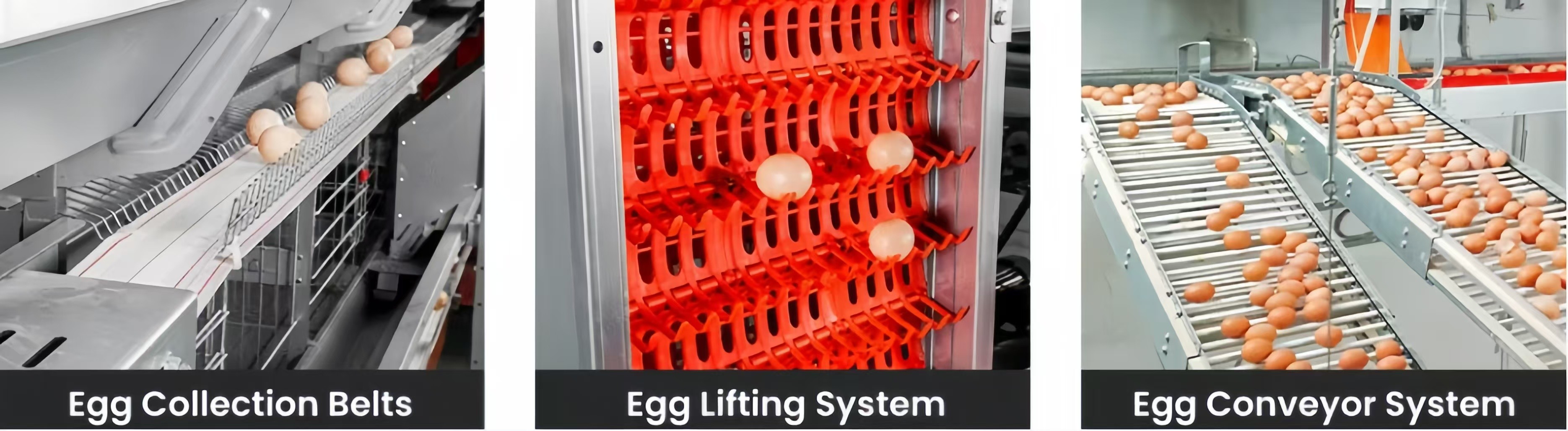 Automatic Layer Battery Chicken Cages 4 Tiers 5 Tiers Agricultural Poultry Farming Cage
