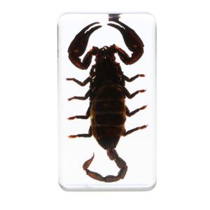 China Insect Specimen Resin Paperweight Biology Anatomy Education Teaching Tool Educational Toy wholesale