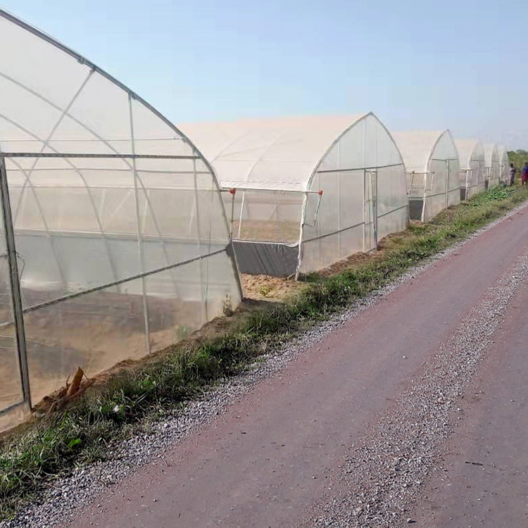 Agricultural Single Span Tunnel Strawberry PE Greenhouse Tunnel Plastic Greenhouse