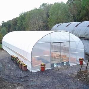 China Tropical Tomato Growing Plastic Single-span Film Greenhouse Wholesale For Vegetables wholesale