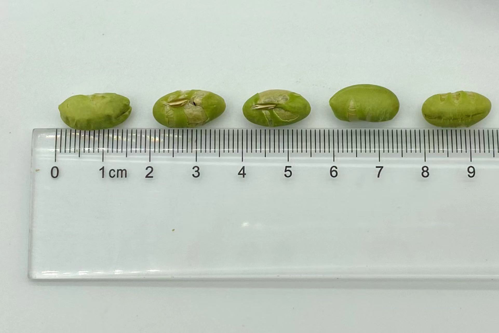 High Protein Roasted Bean Snacks Salty Roasted Edamame Beans