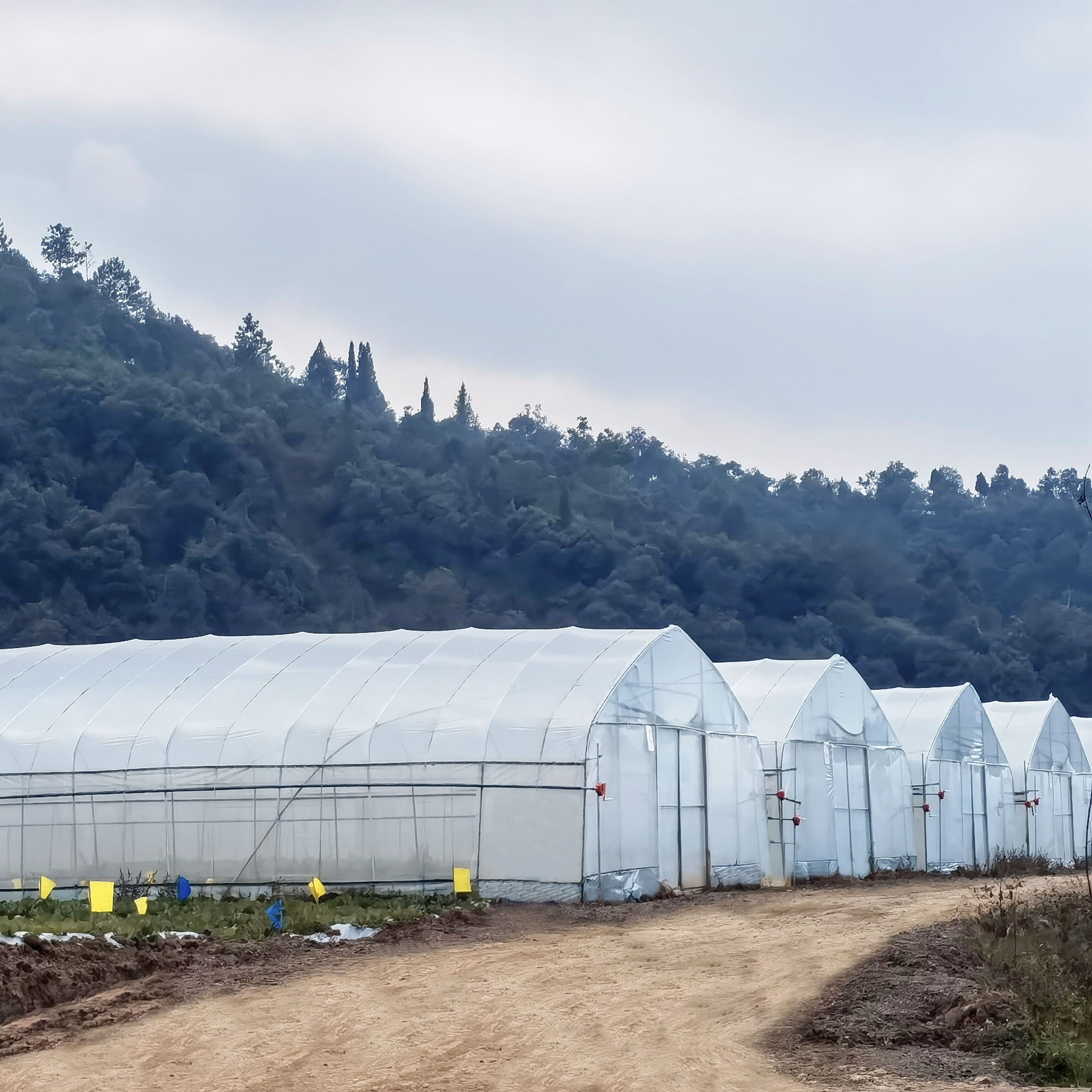 Hydroponic System Single-span Plastic Film Agriculture Greenhouses Construction For Sale