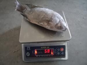 China Frozen fresh gutted scaled whole tilapia for sale wholesale