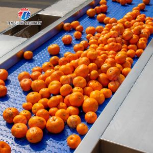 vegetable drying equipment Fruit and vegetable selection washing and drying