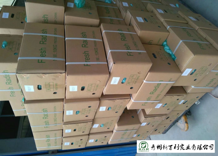 Organic Smooth Surface Fresh White Radish No Moldy Detoxification Function